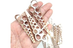 PEPPERLONELY 20 PC Center Cut Terebra Turritella Sea Shells, 2-1/2~3 Inch