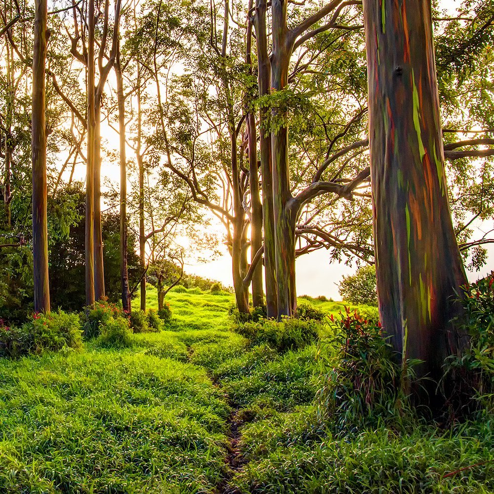 Amazon Com Rainbow Eucalyptus Maui Hawaii Tree Picture Nature