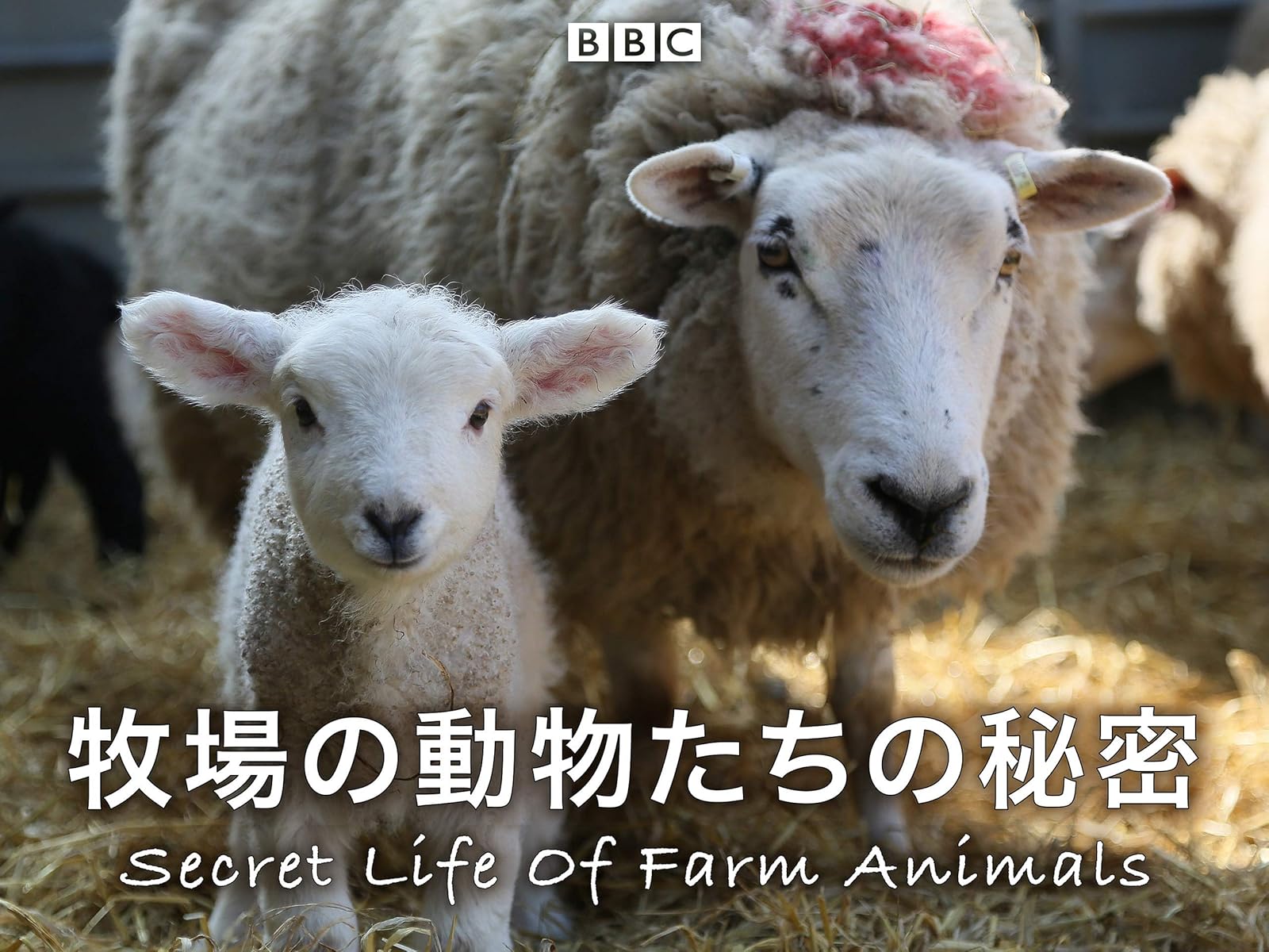 Amazon Co Jp ひつじがすき 日本のひつじ牧場を観る Prime Video