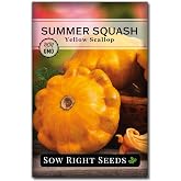 Sow Right Seeds - Yellow Scallop Summer Squash Seed for Planting Garden | Plant non-GMO heirloom bush patty pan variety for outdoor home vegetable gardening. Mini yellow veggies for growing outside.