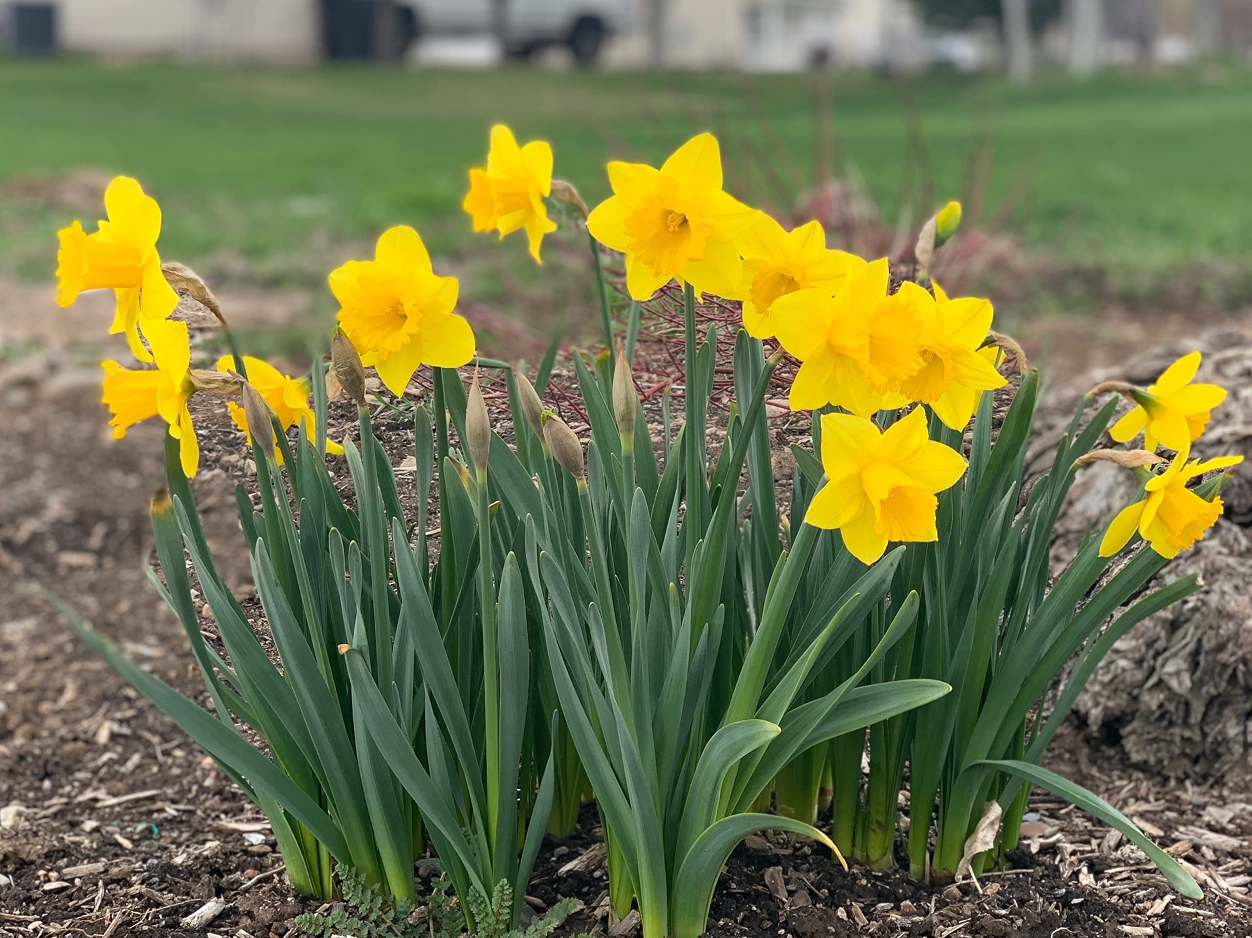 Photo 1 of Dutch Master Daffodil 100 Bulbs - 12/14 cm Bulbs