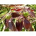 Bellyache Bush, JATROPHA GOSSYPIFOLIA Rare Carnivorous Succulents Seed 50 Seeds , Succulent, Cactus, (TJ) for Gardening and Planting
