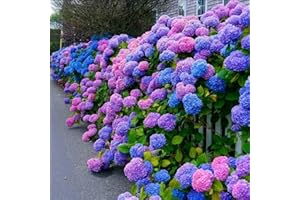 ZESHOPS 30pcs Blue Pink Purple Hydrangea Seeds - Stunning and Resilient Perennial Flowers for Your Garden