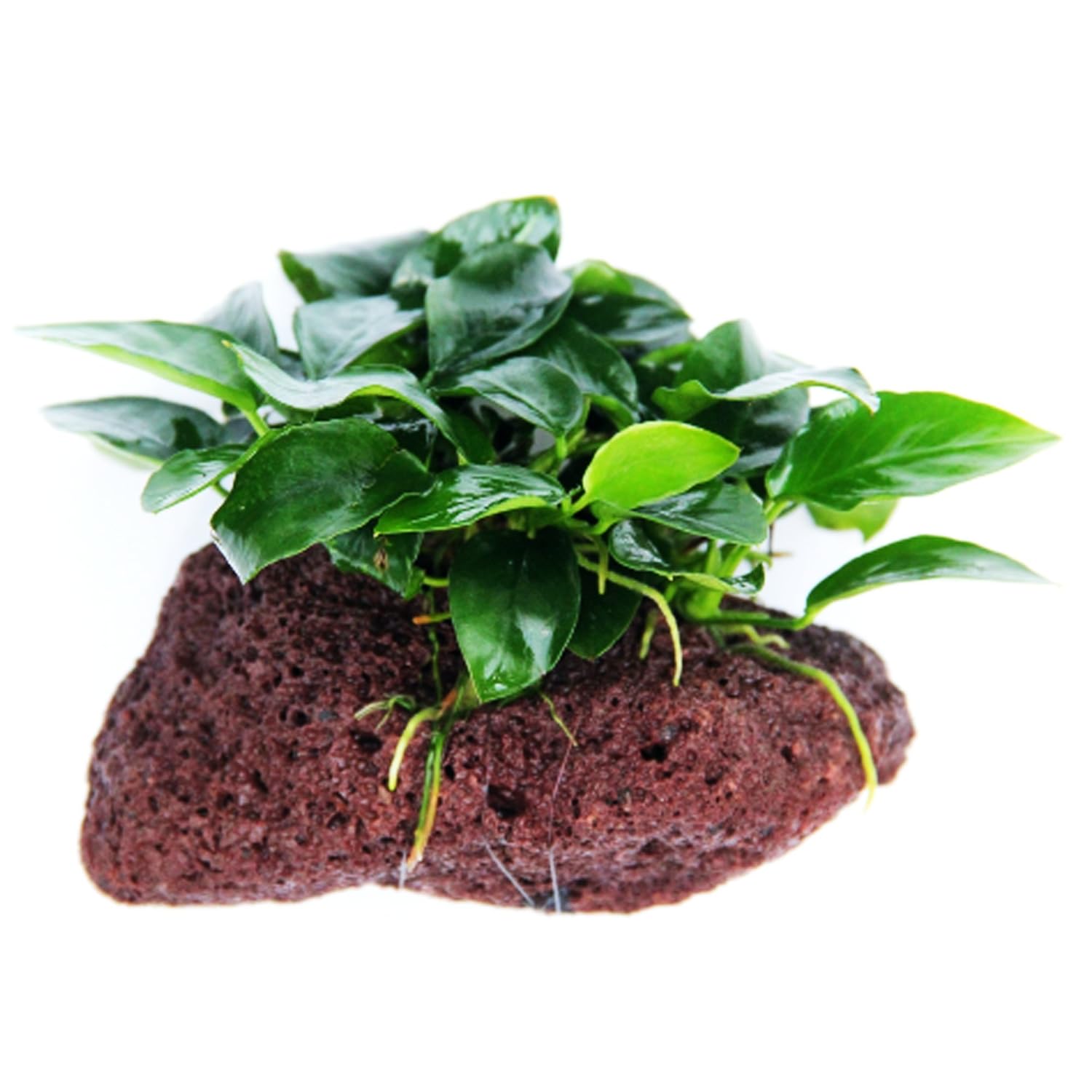 Artificial Plants For Aquarium Online India Artificial Bamboo Plants For Aquarium