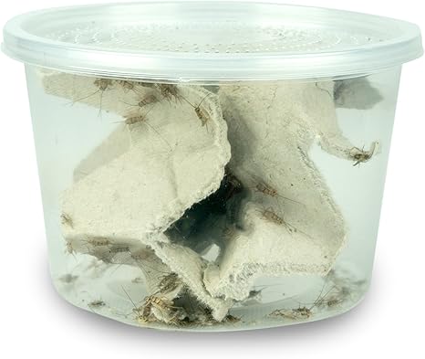 Amazon Com Josh S Frogs 1 4 Banded Crickets 120 Count Pet