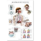 Palace Learning Laminated Respiratory System Anatomical Chart - Lung Anatomy Poster - 18" x 24"