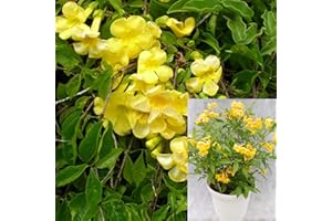 CHUXAY GARDEN Yellow Trumpet Vine,Hummingbird Campsis Radicans 12 Seeds Hardy Vine Rare Color Privacy Screen Attract Hummingbirds Landscaping Rocks Easy Grow