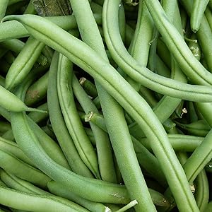 Blue Lake FM1K Pole Bean Seeds (Treated) - 1 Lb - Non-GMO, Heirloom - Green Bean Vegetable Garden Seeds - Phaseolus vulgaris