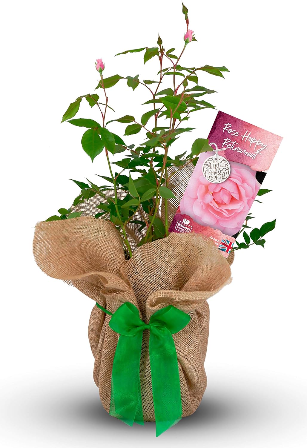Happy Retirement Rose Bush Gift Wrapped Help A Colleague Or Friend