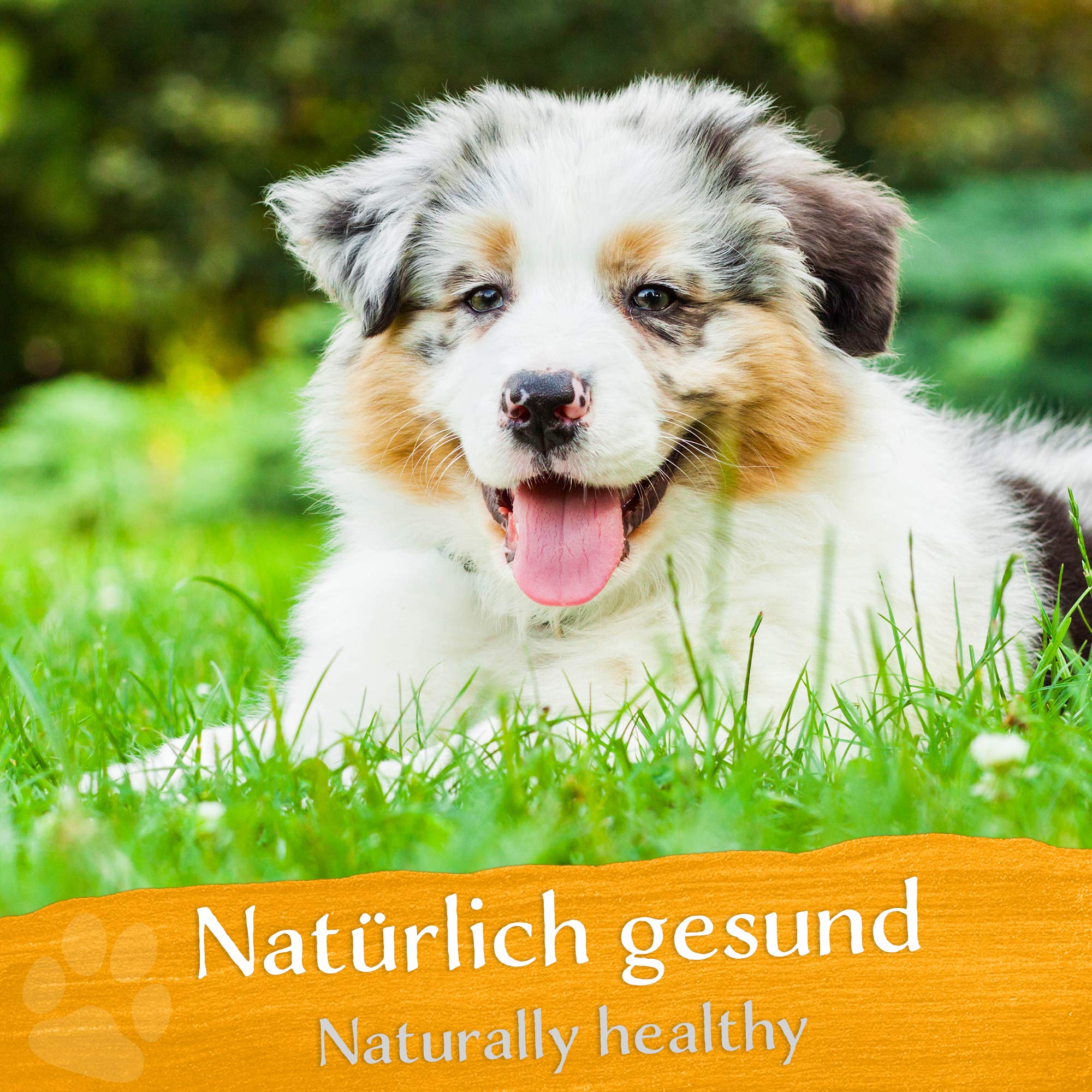 BELISY Juckreiz Bachblüten Kügelchen für Hunde & Katzen - gegen Juckreiz - Notfall Kügelchen für Haustiere - Fellpflege & Hautpflege - Original Mischung nach Dr. Bach - alkoholfrei -10g 5