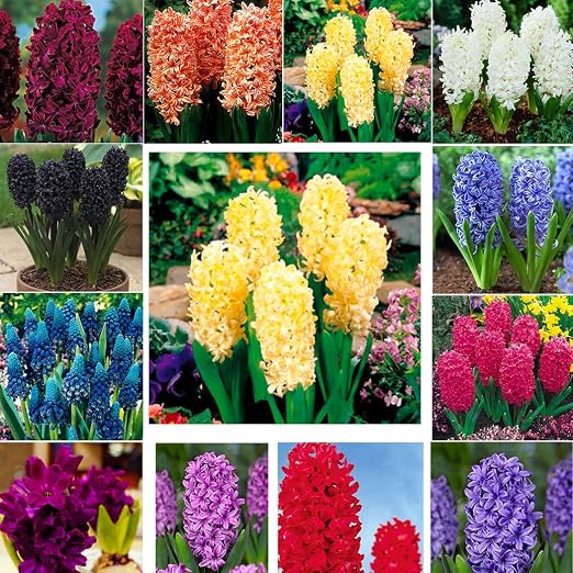 Kisshes Seedhouse - Semillas de jacinthes de mezcla Hyacinthus con ...