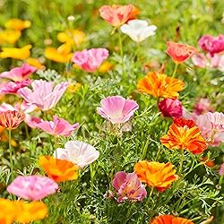 Eden Brothers California Poppy Seeds - Mission