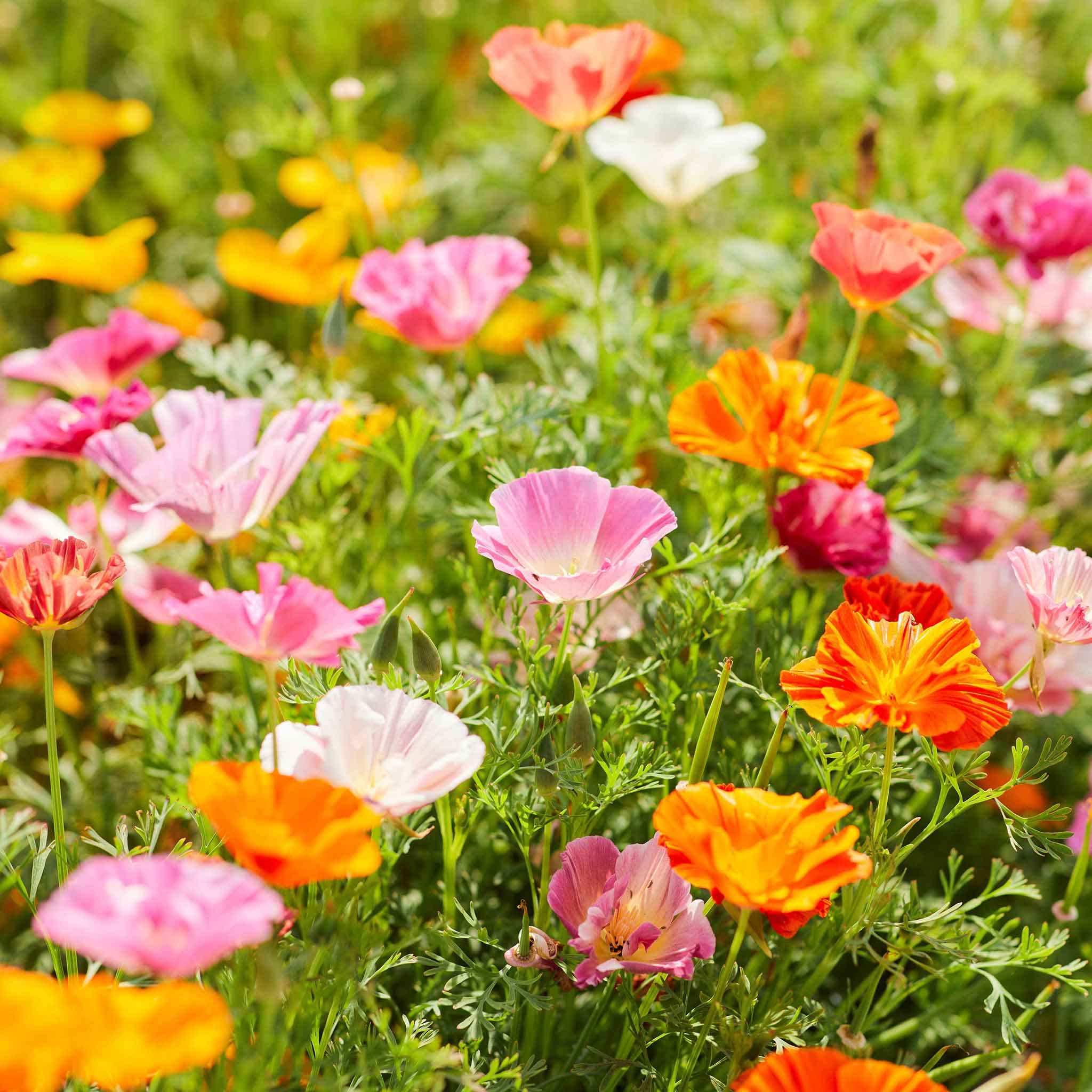 Eden Brothers California Poppy Seeds - Mission