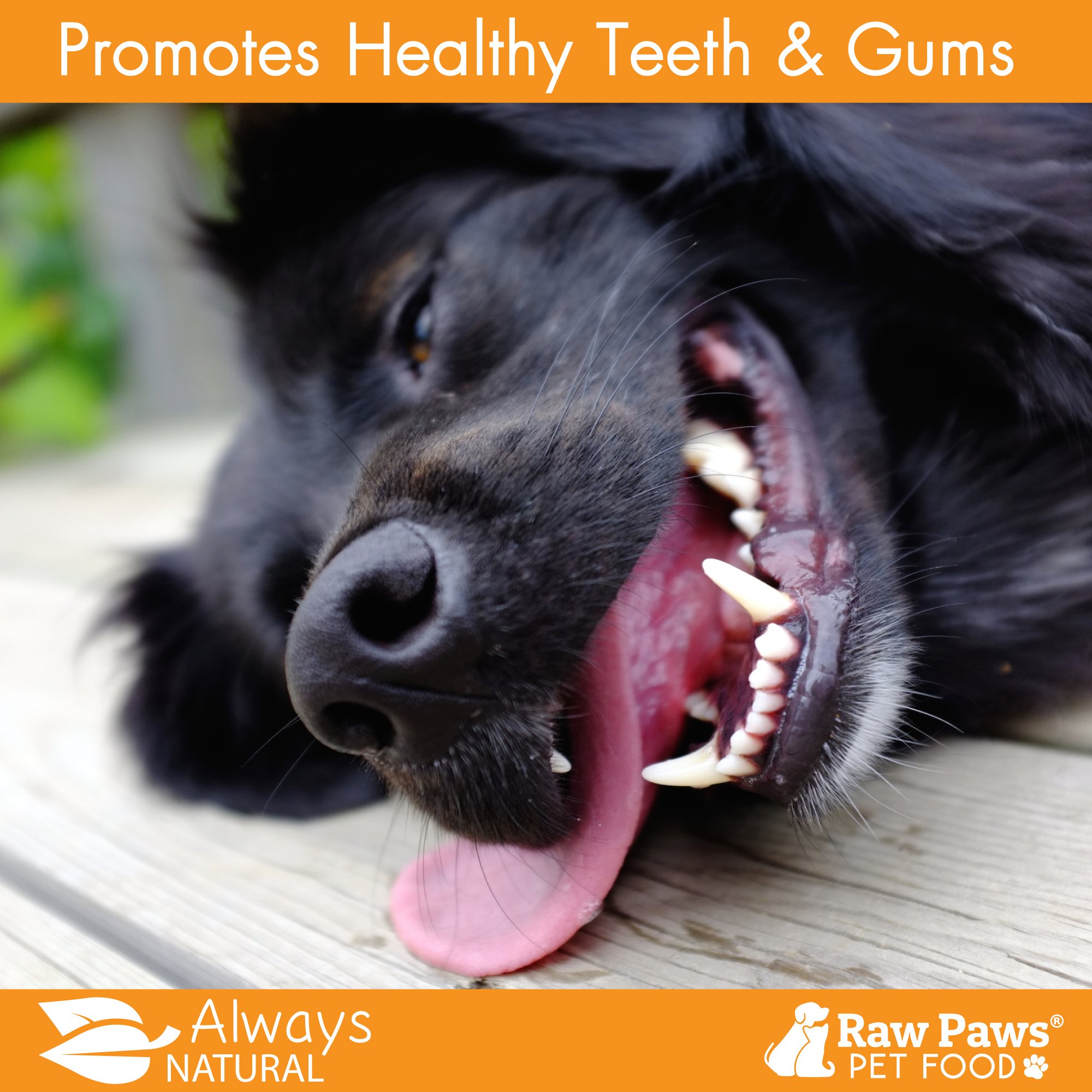 Raw Paws Pet Organic Sea Kelp for Dogs Cats, 4ounce Powder Icelandic