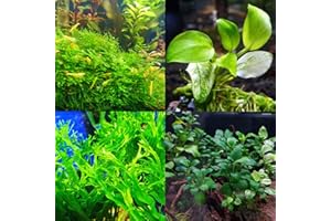 Mainam 3 Different Anubias Nana Java Fern Windelov Java Moss Tropical Freshwater Live Aquarium Plant Decorations 3 Days BUY2GET1FREE