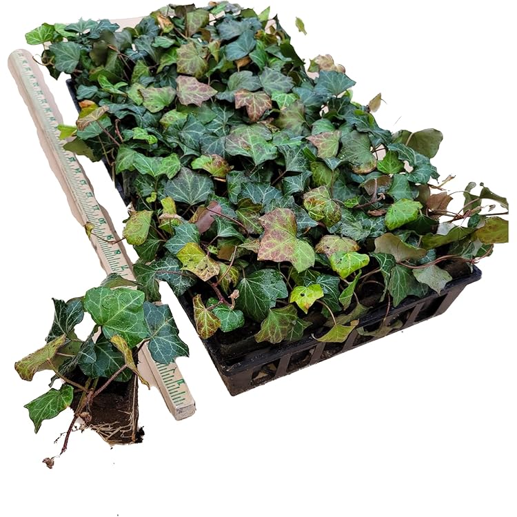 Amazon.com : Thorndale English Ivy 48 Plants - Hardy Groundcover