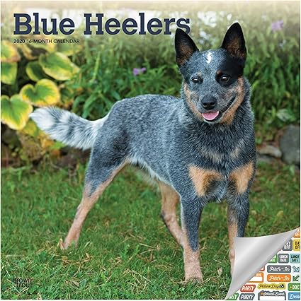 blue heeler products