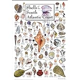 Earth Sky + Water - Shells of the South Atlantic Coast - Poster
