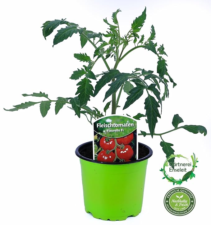 Tomatenpflanze, Fleurette F1, Veredelte Ochsenherz Tomate, Fleischtomate, Tomatenpflanzen
