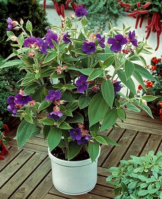 Dominik Blumen Und Pflanzen Tibouchina Prinzessinnenblume Veilchenbaum Sambablume 1 Pflanze 14 Cm Topf Kubelpflanzen Zimmerpflanzen Amazon De Garten