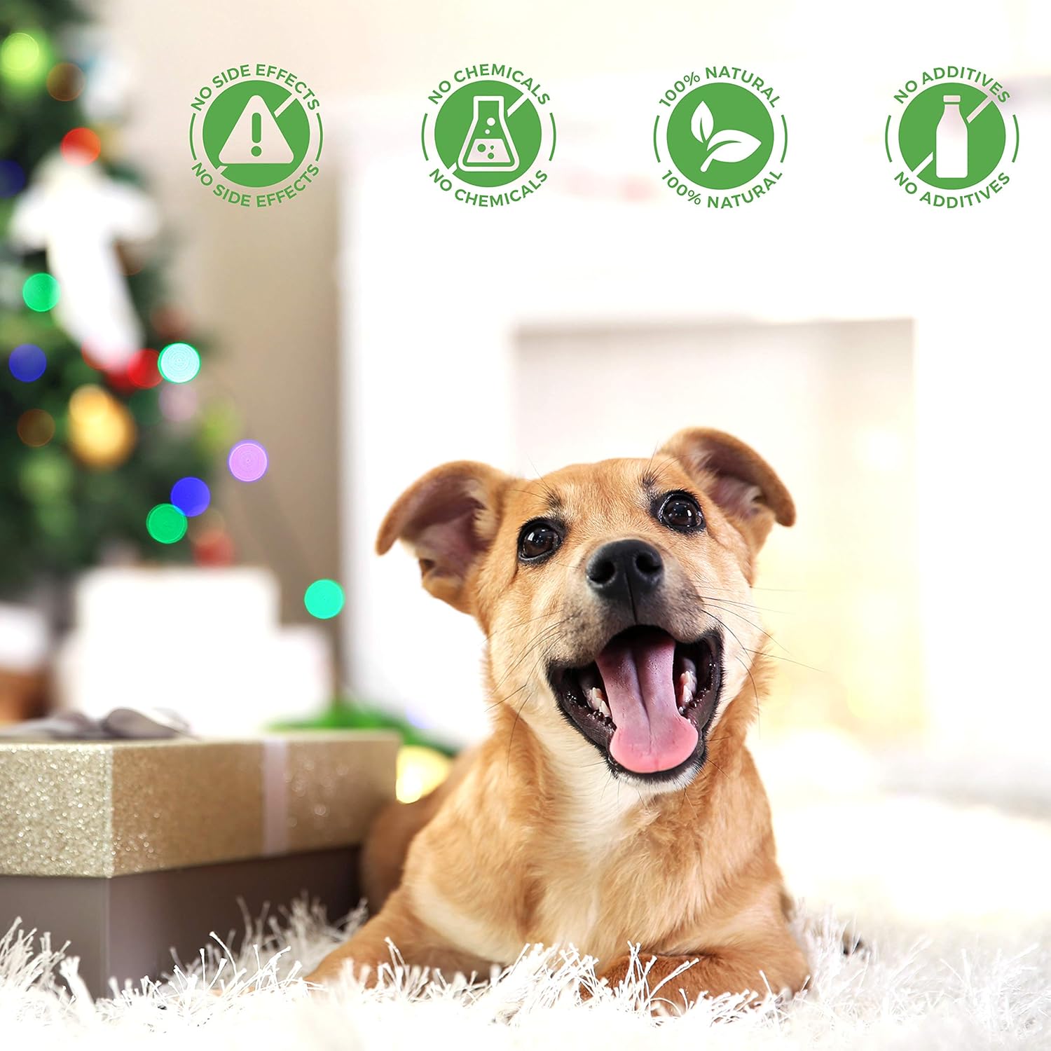 BestLife4Pets Oral Health for Dogs Dental Remedy - Highly Effective Natural Treatment for Inflammatory & Ulcerative Ailments, Stomatitis and Gingivitis. No Smell, No Side Effects : Pet Supplies