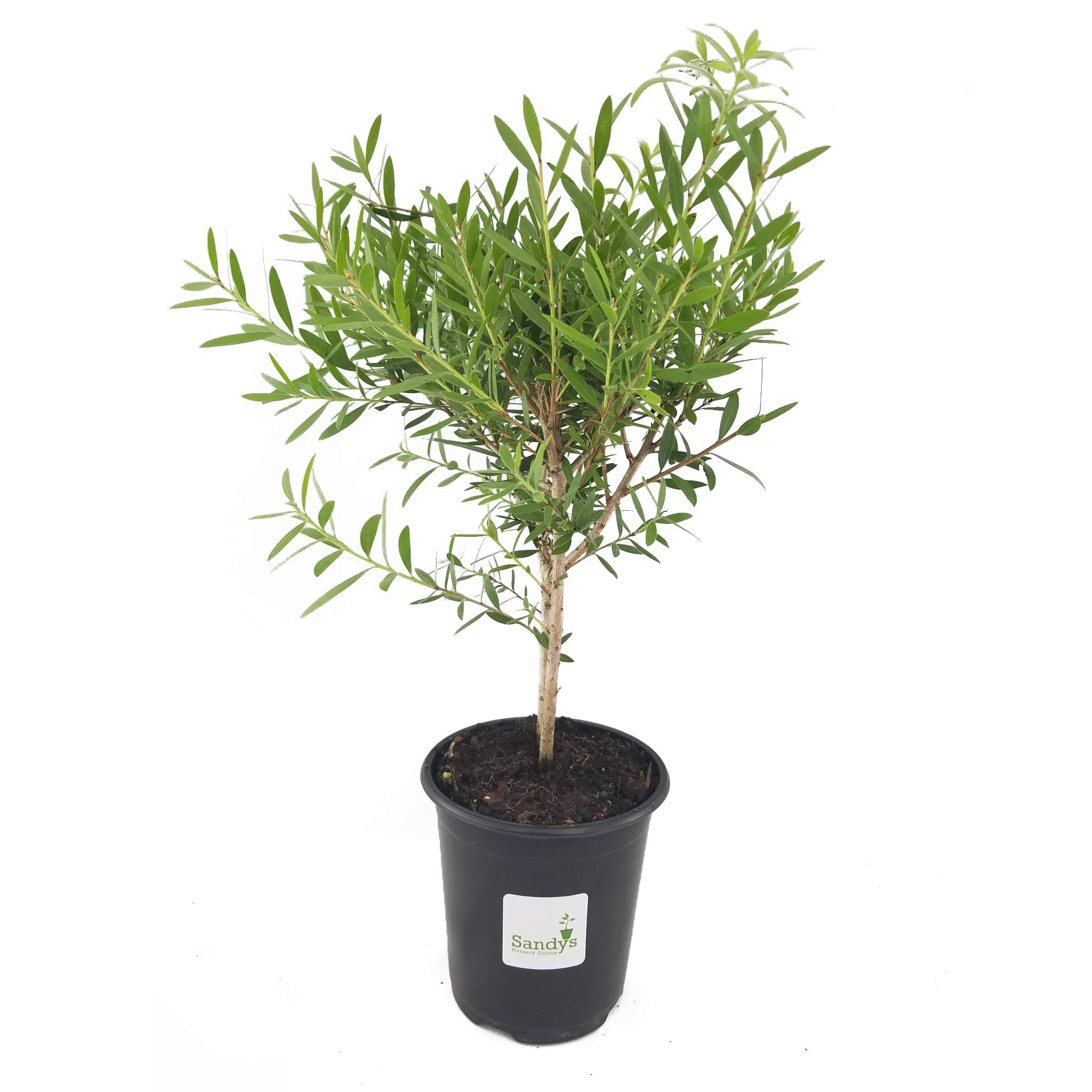 Bottlebrush Red Cluster Callistemon Tree, Quart Pot