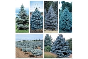 CZ GRAIN Blue Spruce Seeds for Planting | 50 Seeds | Colorado Blue Spruce, Picea pungens glauca | Attractive Trees for Privacy or Landscaping