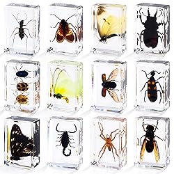 12 Styles Insect in Resin Specimen, Bugs Collection