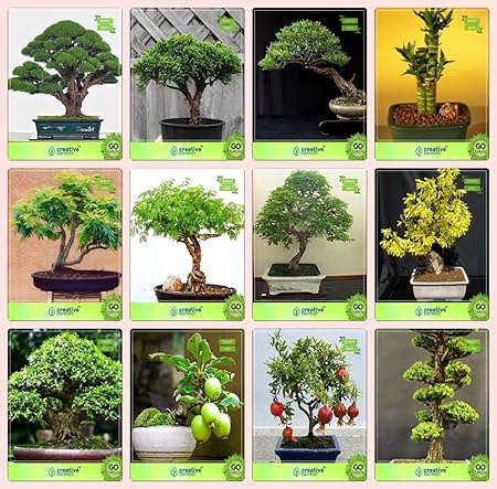 Creative Farmer Bonsai Suitable Seeds : Bonsai Suitable Plant Seeds For Balcony Combo Cupressus Torulosa, Thuja Orientalis, Eucalyptus, Bamboo Gulmohar,Acacia Mangium,Divi-Divi and Others -2 Packs