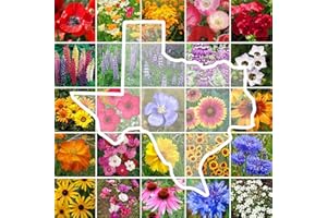 Eden Brothers Texas Wildflower Mixed Seeds for Planting, 1/4 lb, 120,000+ Seeds with Cornflower, Birds Eyes, African Daisy, Attracts Pollinators, Plant in Spring or Fall, Zones 3, 4, 5, 6, 7, 8, 9, 10