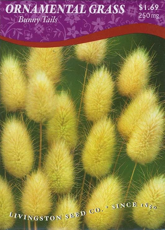 Ornamental Grass Bunny Tails (Annual) Grass Plants
