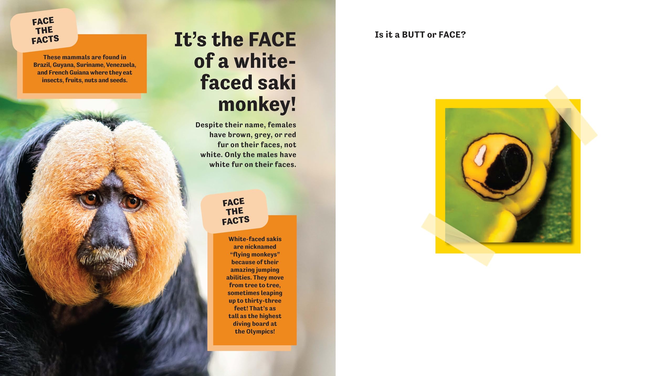 Butt or Face? Volume 2: Revenge of the Butts
