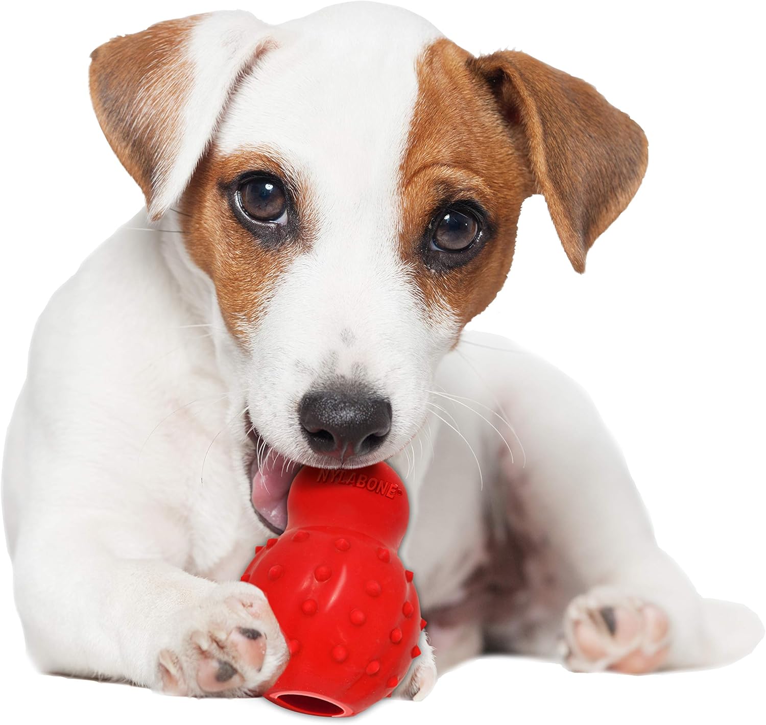 nylabone stuffable chew toy