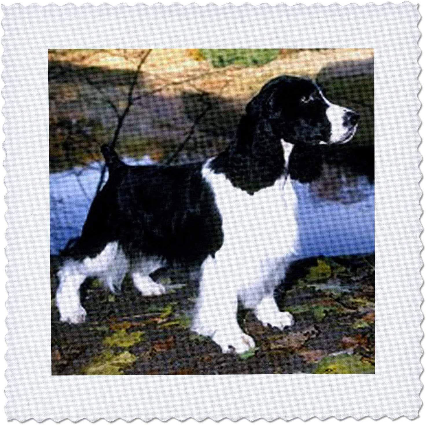 black and white springer spaniel