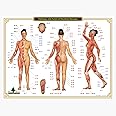 Cindy Black Acupressure Chart – 12 Meridians & Pressure Points Guide for Reflexology, Massage, Energy Healing, and Holistic Wellness
