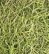 William Hunter Friendly ReadiGrass 1kg High Fibre For Rabbits & Guinea Pigs view 5