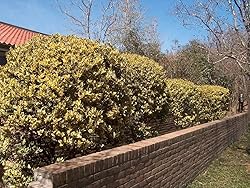 Ligustrum Japonicum Howardi - 1 Live Quart Size