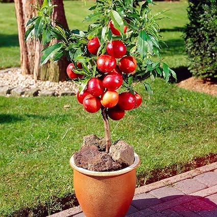 NooElec Seeds India 6 Dwarf Fruit Combo, Apple , Guava, Orange, Lemon, Miniature grape, Papaya (Multi-Colour)