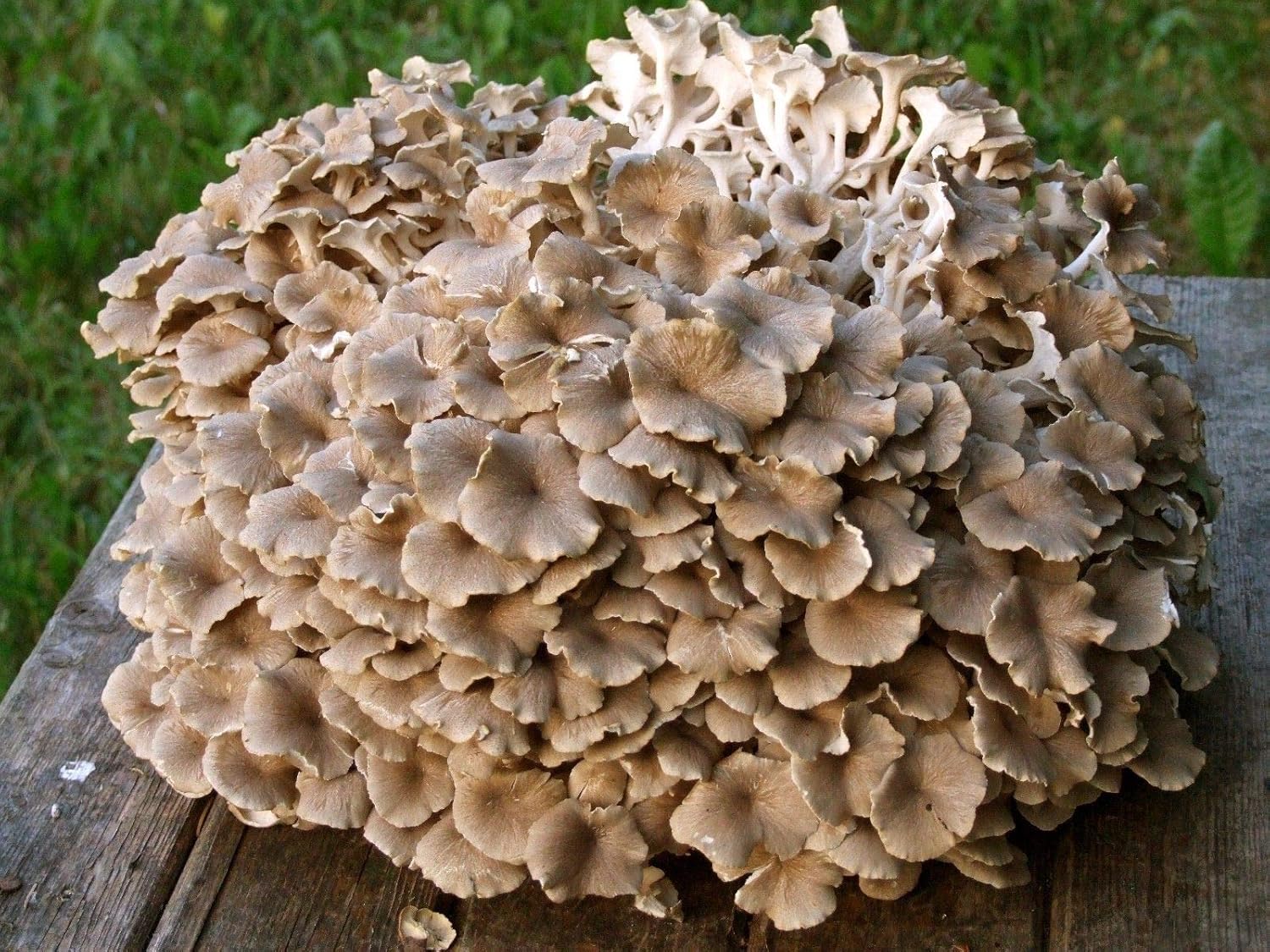 Amazon Co Jp 種子 傘ポリポアたpolyporus Umbellatus Mushroomdowelsスポーン菌糸体 Home Kitchen