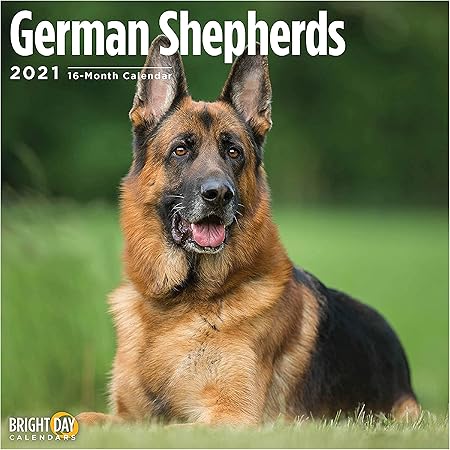 Amazon Bright Day Calendars 21ジャーマンシェパード壁カレンダー 明るい日 12 X 12インチ かわいい犬の子犬 手帳 カレンダー 文房具 オフィス用品