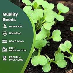 500 Champion Radish Seeds | USA