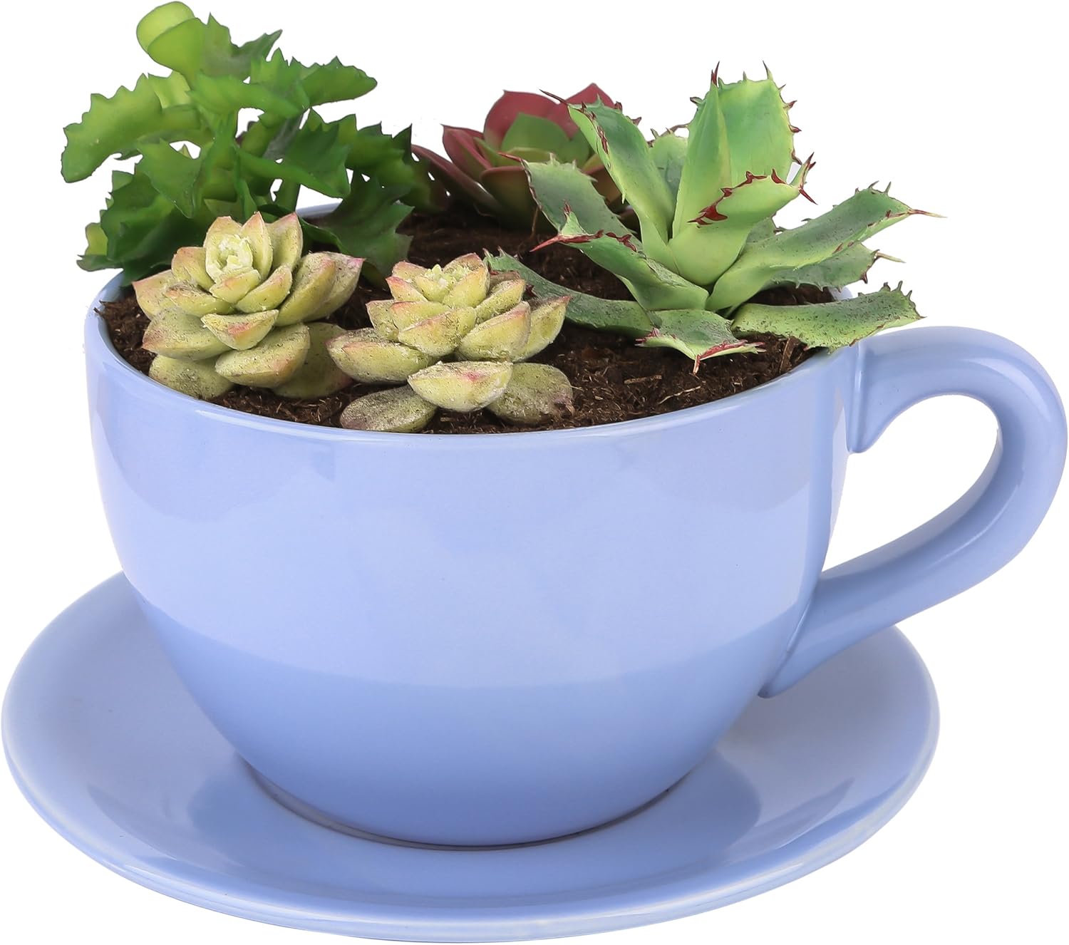 Lifestyle Porcelain Coffee Cup & Saucer Shaped Garden Office Flower