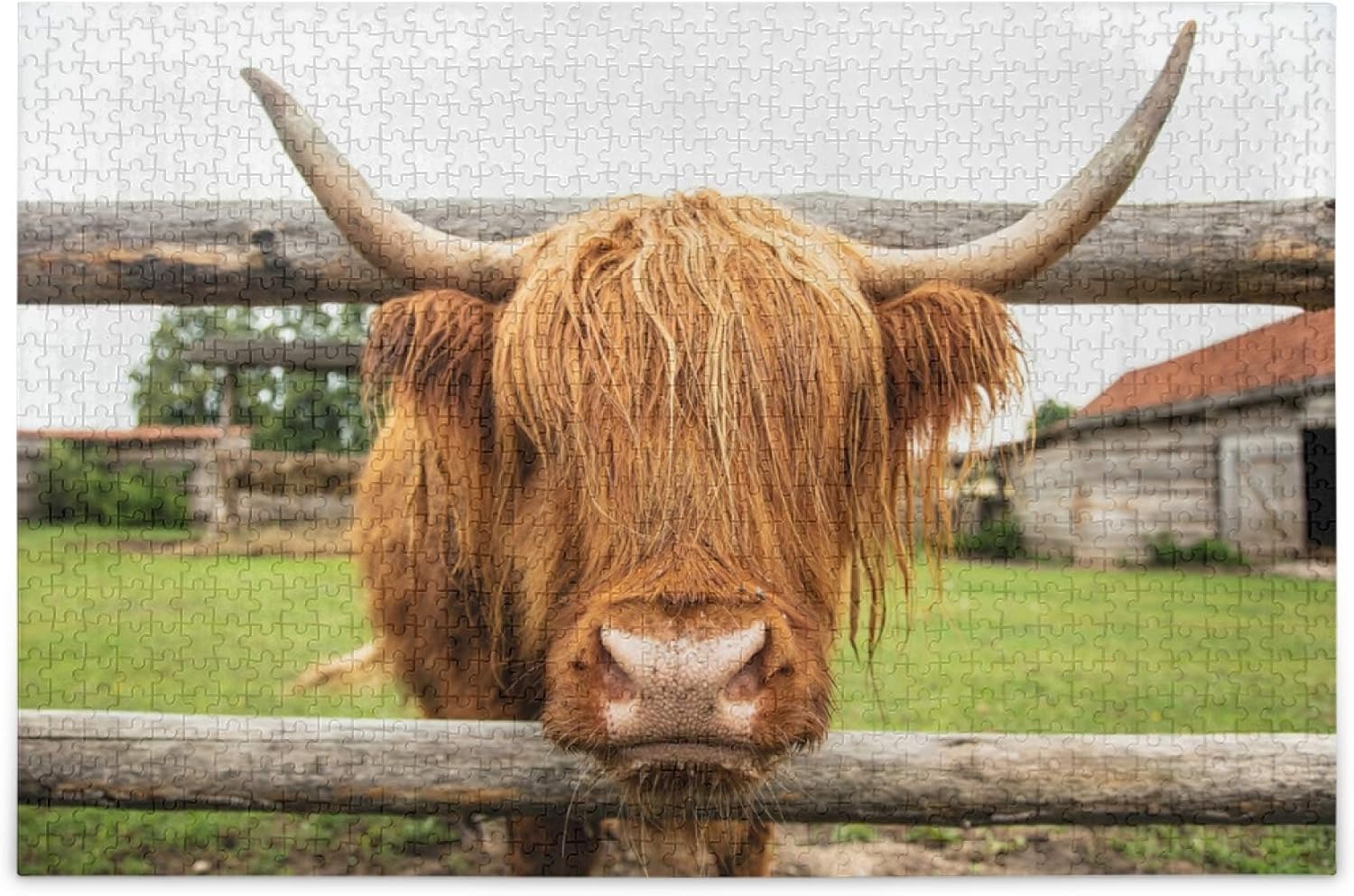 1000 Piece Jigsaw Puzzles for Adults, Highland Cattle Cow Cardboard