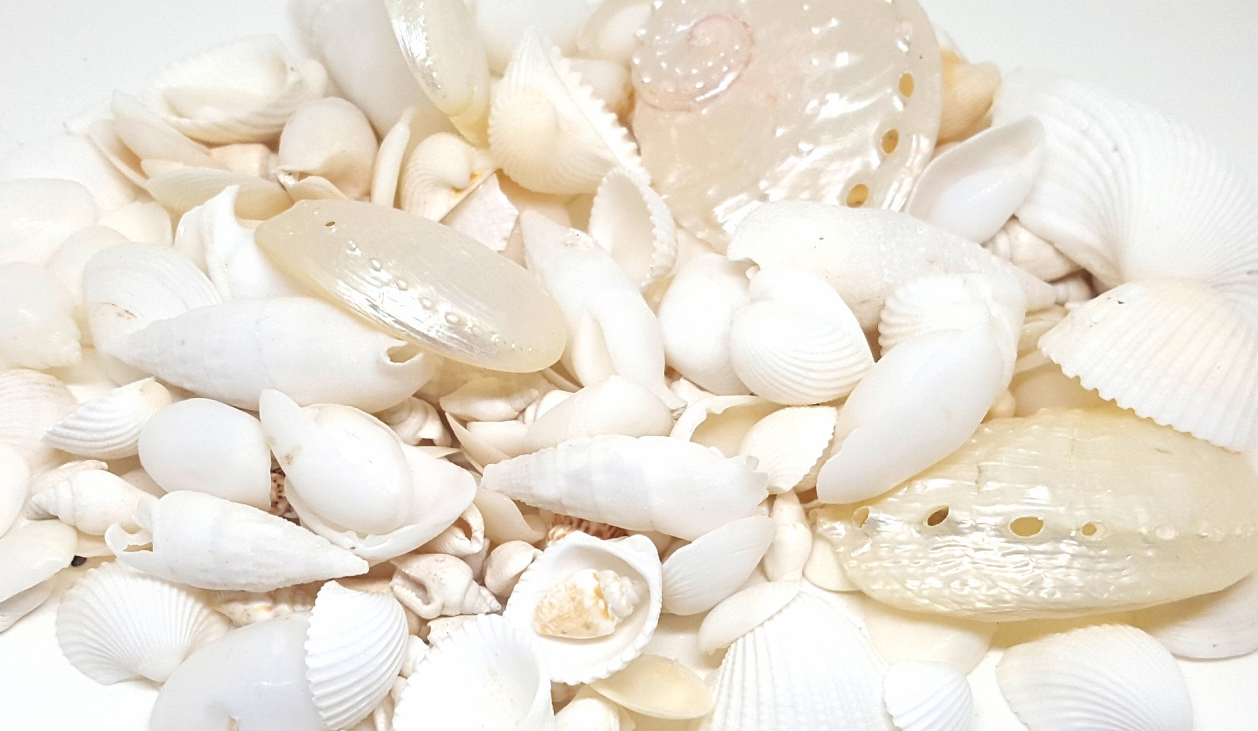 100g White Beach Mixed Seashells, Wedding Small Sea Shells, Shells for Craft and Display