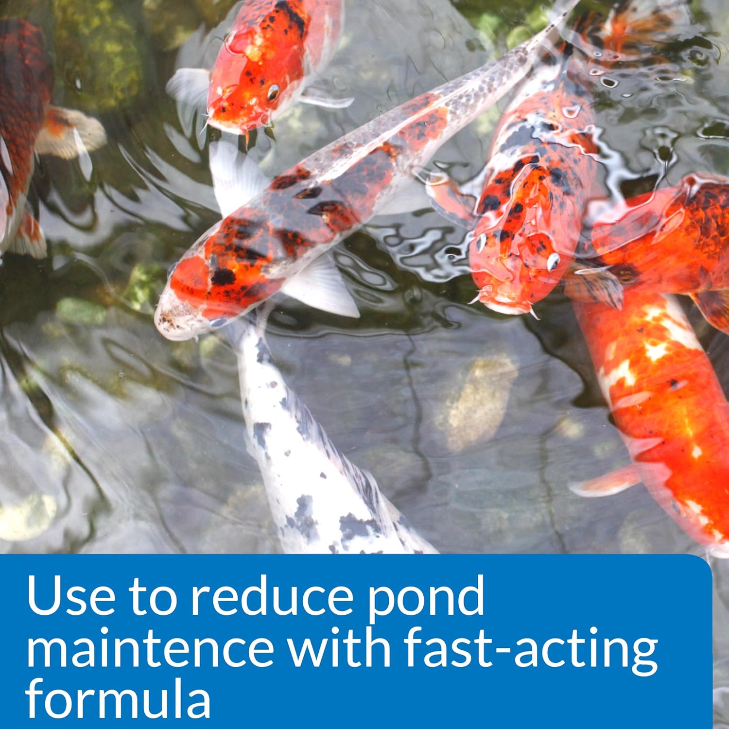 API POND SIMPLY CLEAR Pond Water Clarifier 16-Ounce Bottle (248B): Pet Supplies
