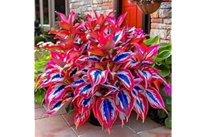 BUGGYBEDS Hosta Seeds for Garden, 200 Pieces Perennial Shade Plants, Easy Growing Ornamental Foliage for Borders, Patios, Pots, Gardening Gift