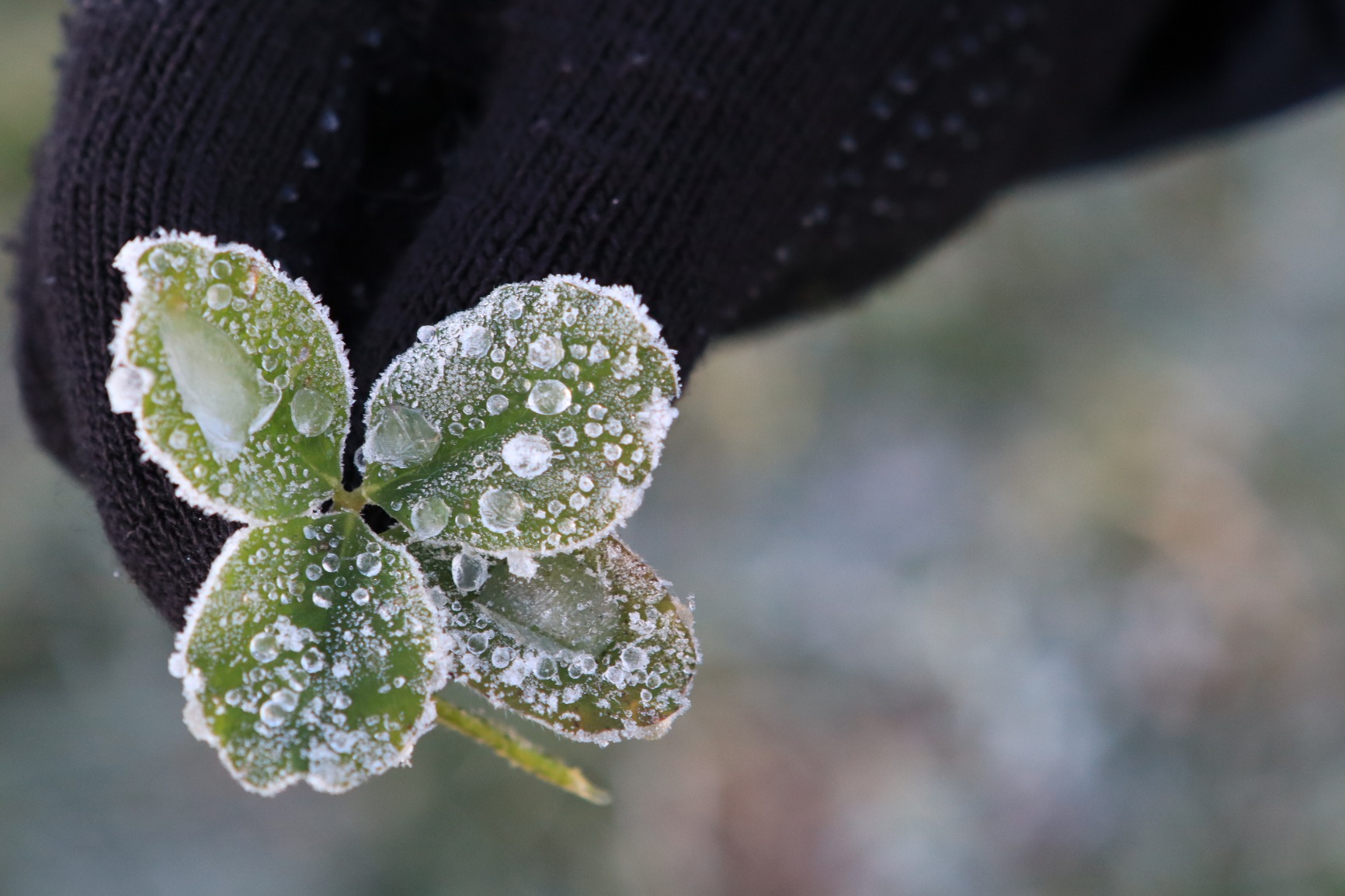 inizialmente scettico, ma 1:1 come l'originale