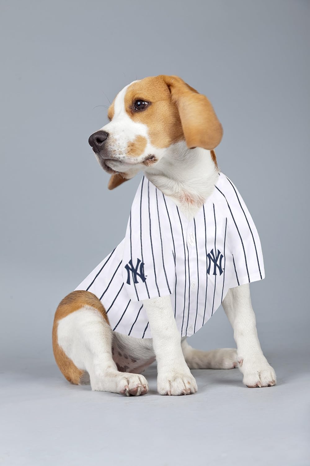mlb pet gear
