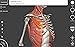 Muscular System - 3D Atlas of Anatomy