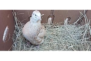 UNDIQUE Jumbo Italian Quail Hatching Eggs (Count, 12) from quality breeder - Premium Quality, Robust Health, High Fertility, Carefully Inspected and Packaged for Freshness and Viability